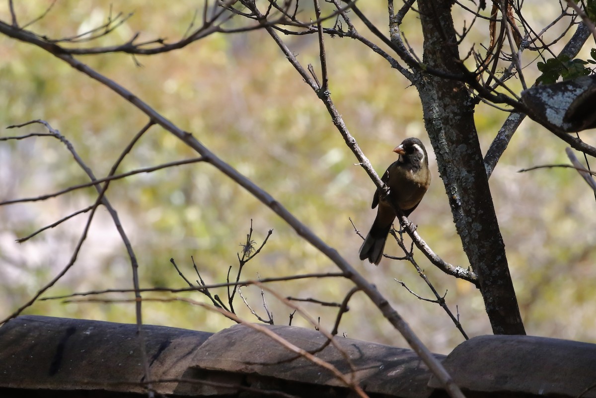 Golden-billed Saltator - ML628117070