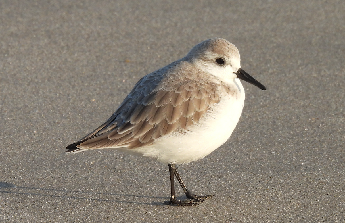 Гурвалж элсэг - ML628117143