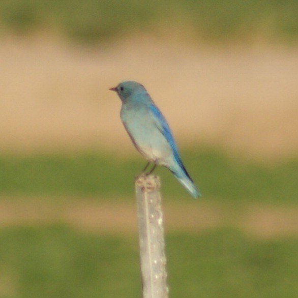 Mountain Bluebird - ML628117169