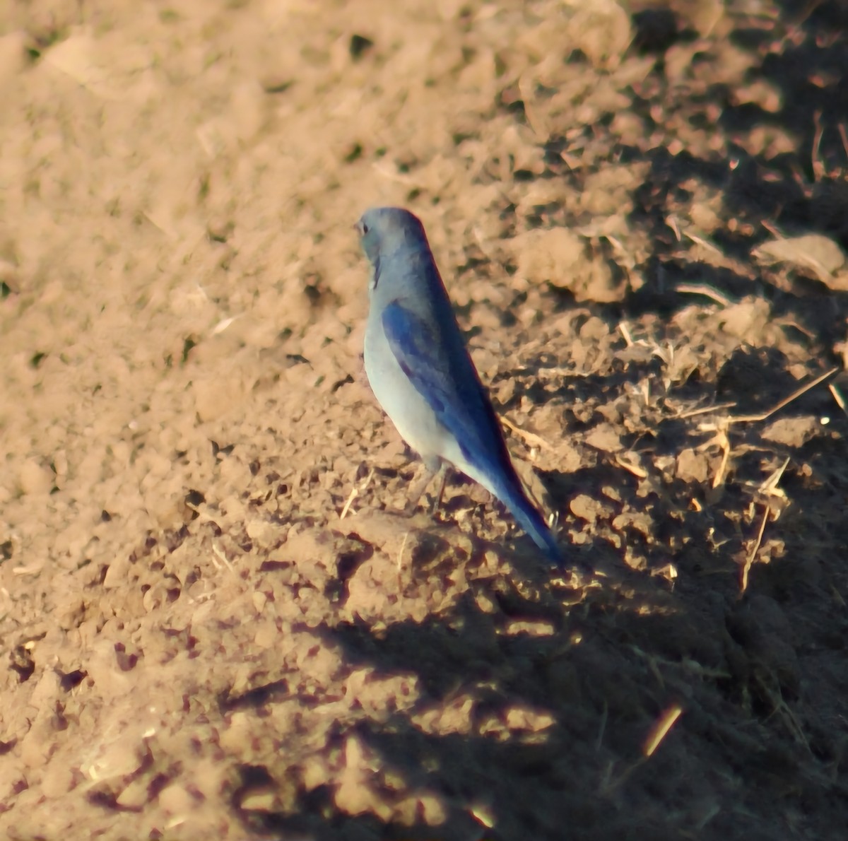 Mountain Bluebird - ML628117171