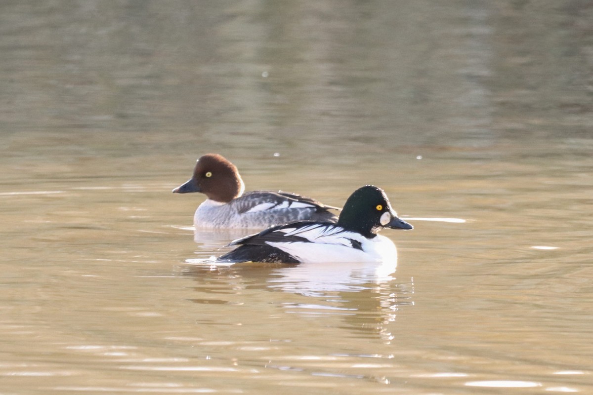 Common Goldeneye - ML628117364