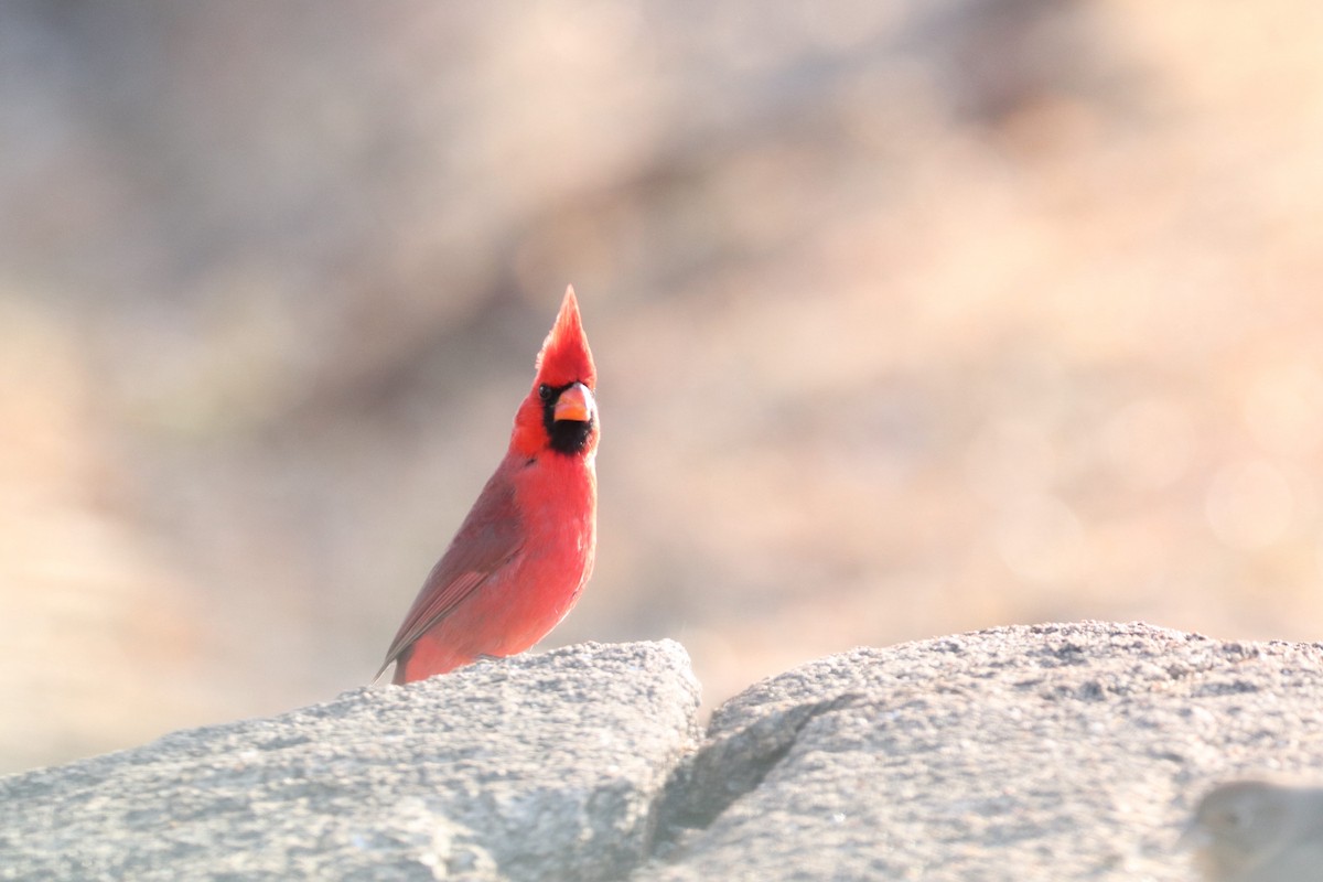 Northern Cardinal - ML628117375