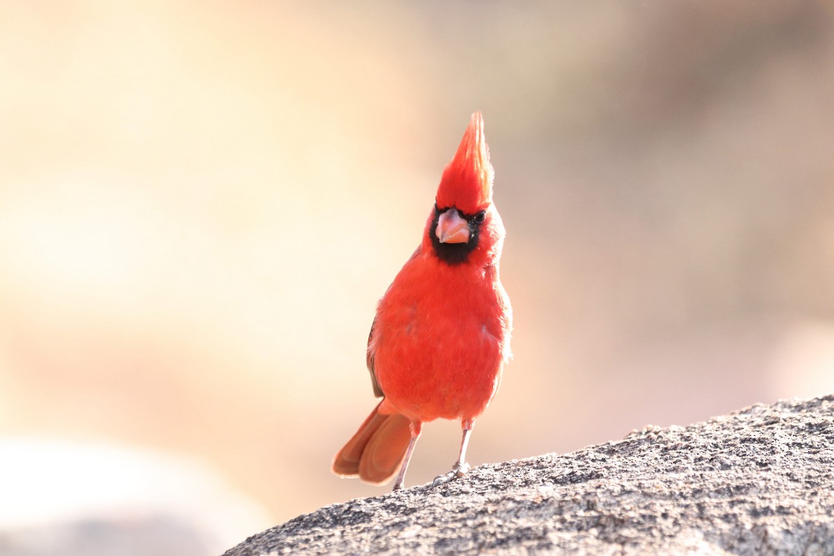 Northern Cardinal - ML628117376