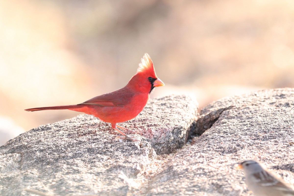 Northern Cardinal - ML628117377