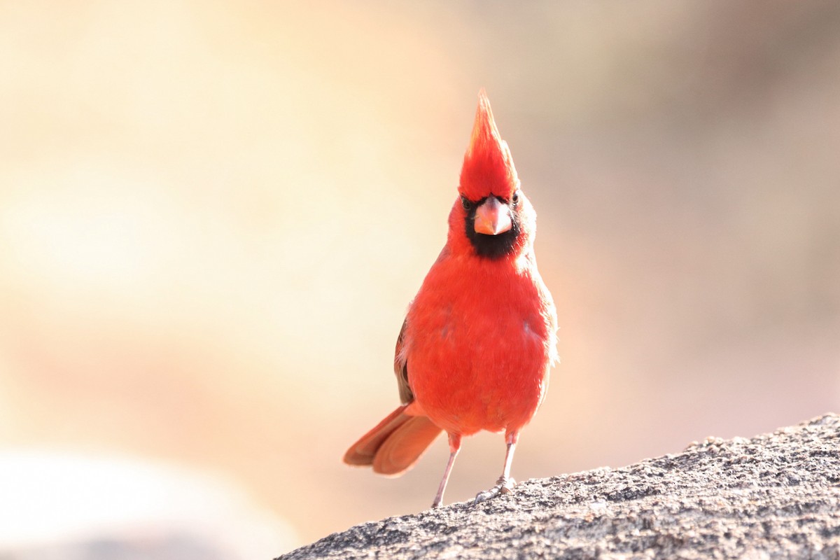 Northern Cardinal - ML628117378