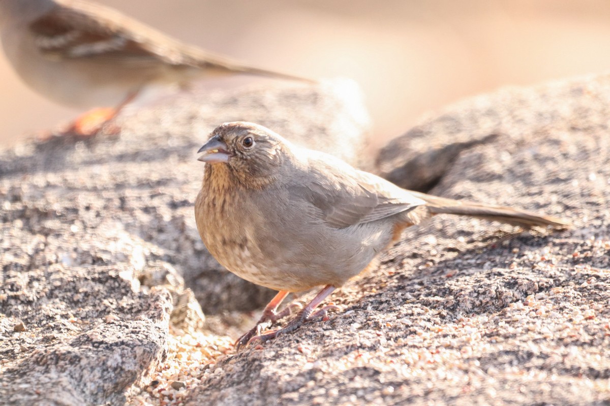 Canyon Towhee - ML628117381