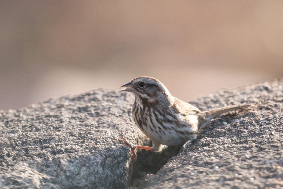 Song Sparrow - ML628117389