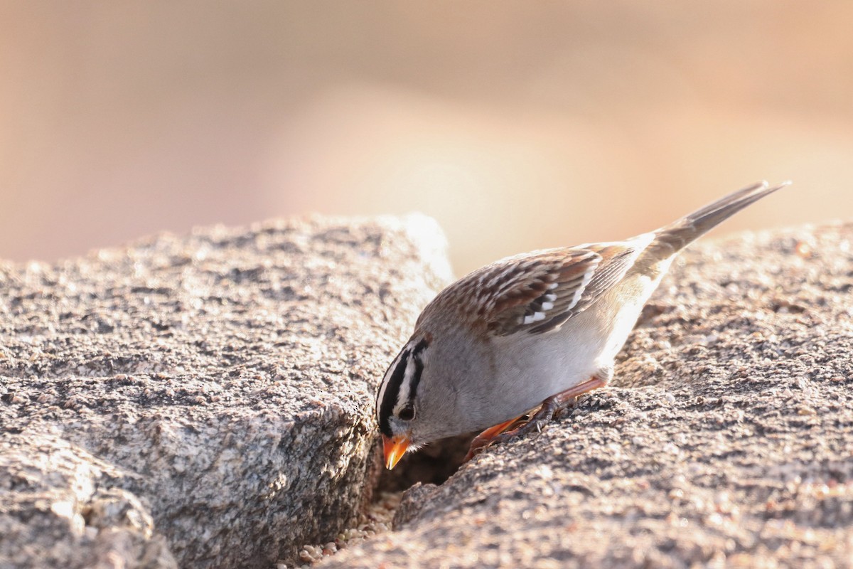 White-crowned Sparrow - ML628117397