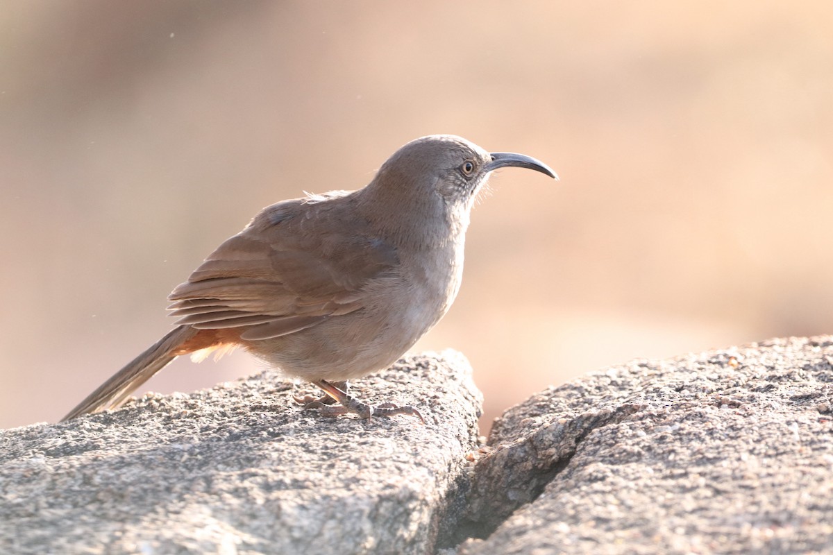 Crissal Thrasher - ML628117411