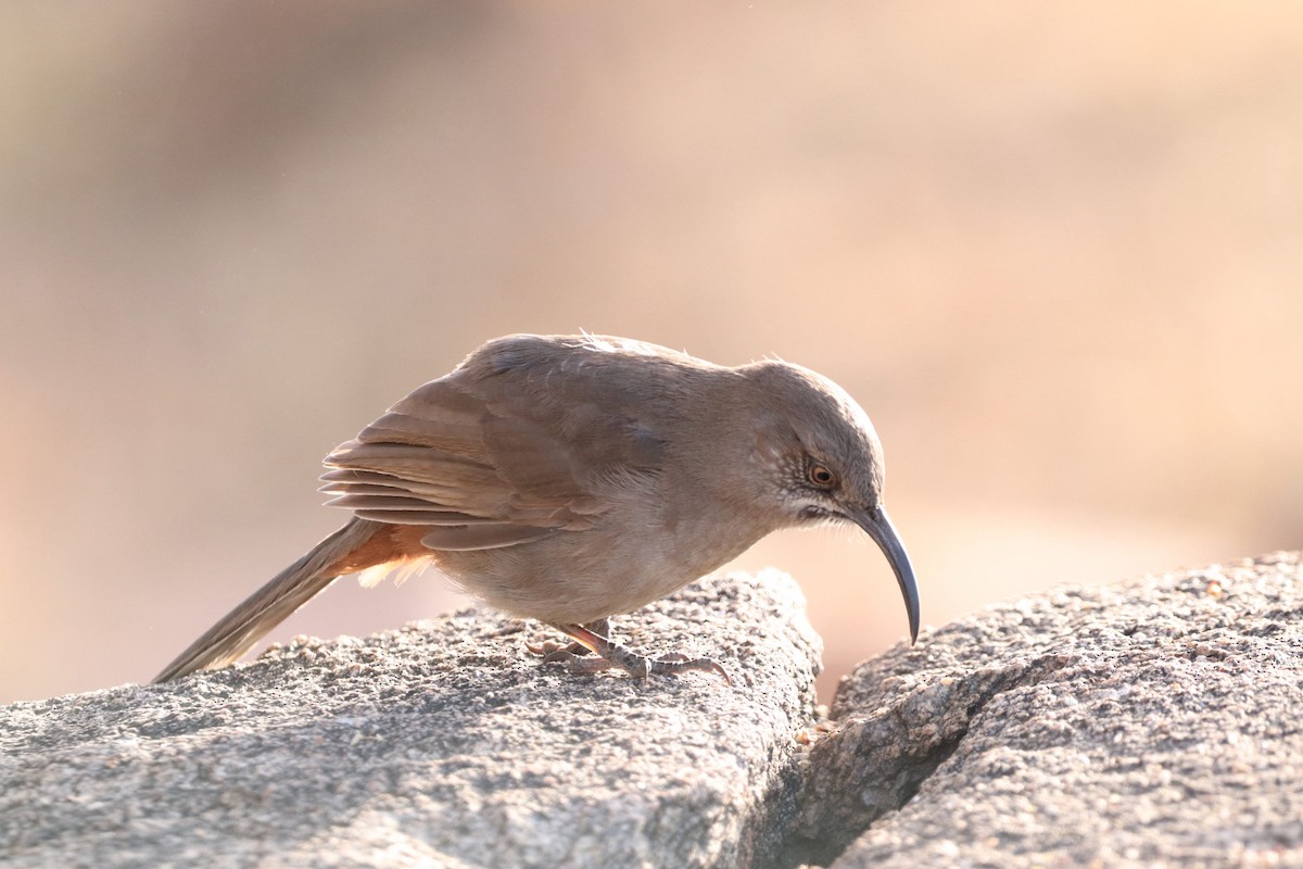 Crissal Thrasher - ML628117412