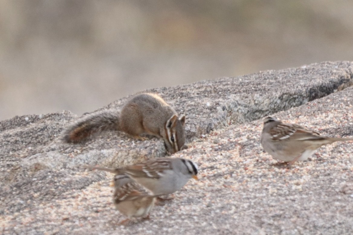 White-crowned Sparrow - ML628117430