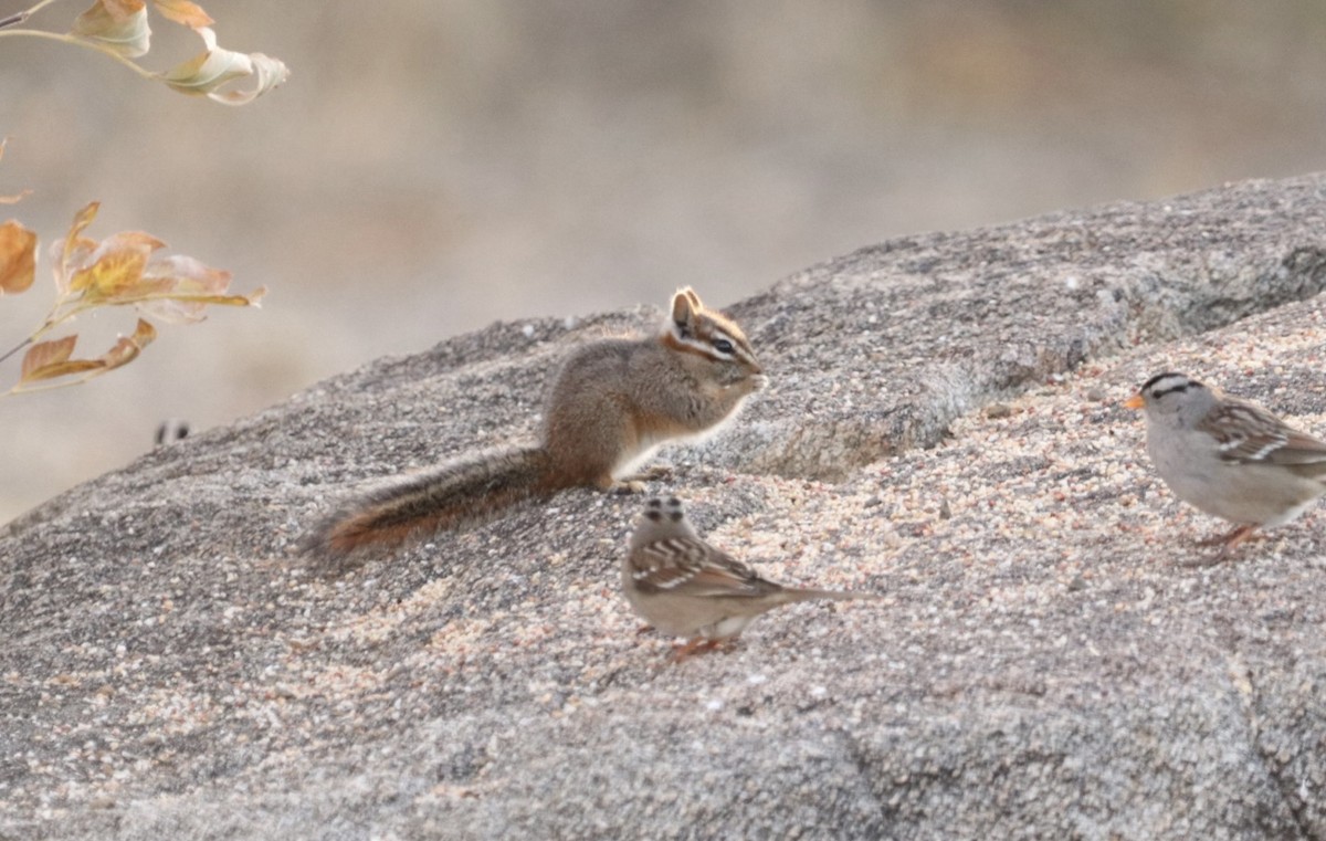 White-crowned Sparrow - ML628117431