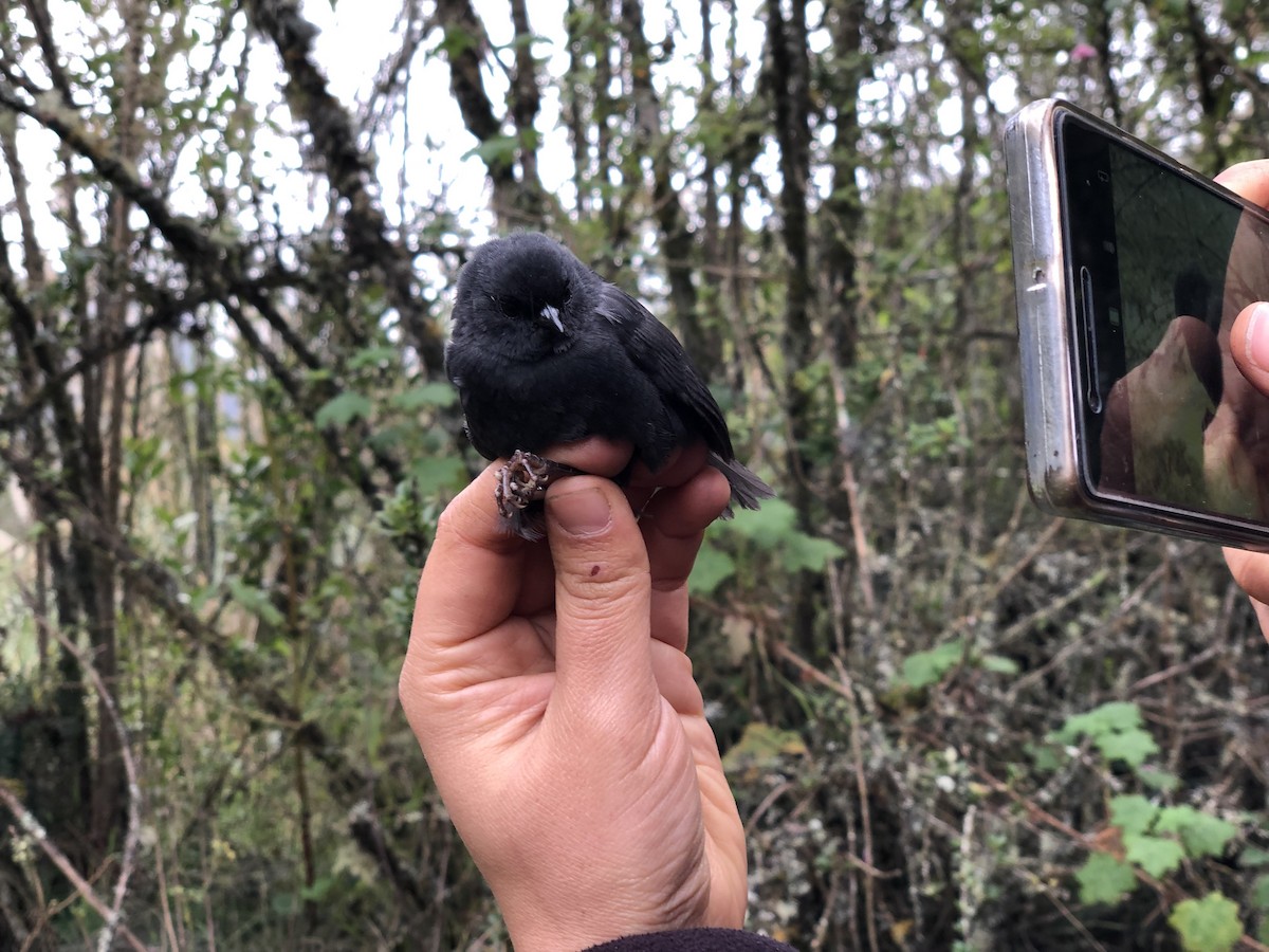 Blackish Tapaculo - ML628117440