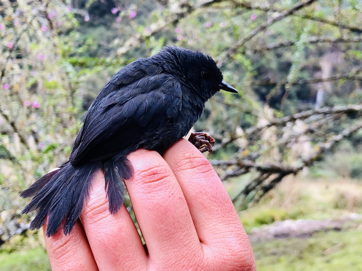 Blackish Tapaculo - ML628117441