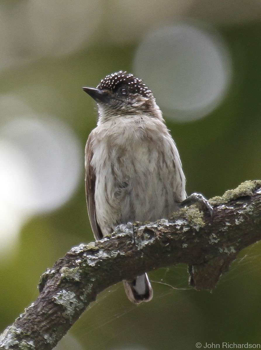 Grayish Piculet - ML628117582