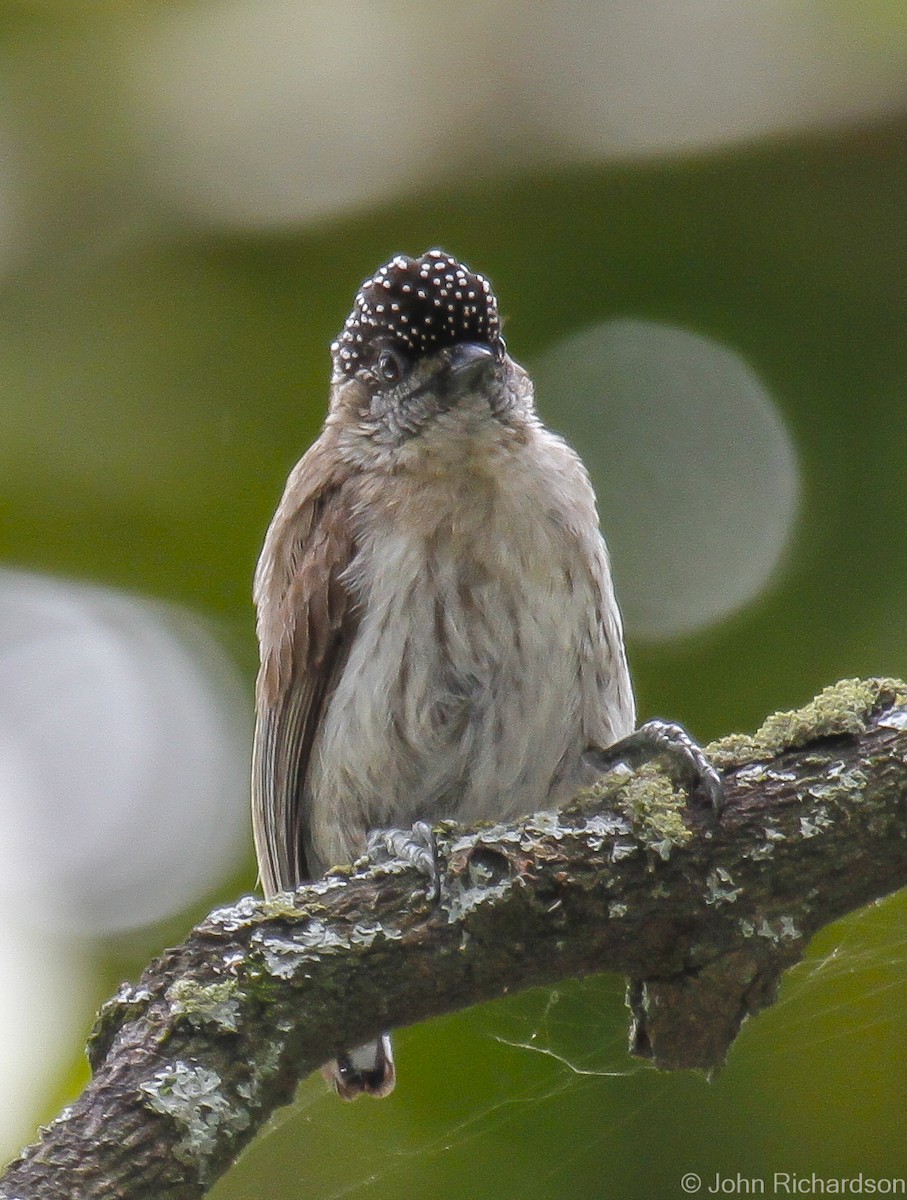 Grayish Piculet - ML628117584