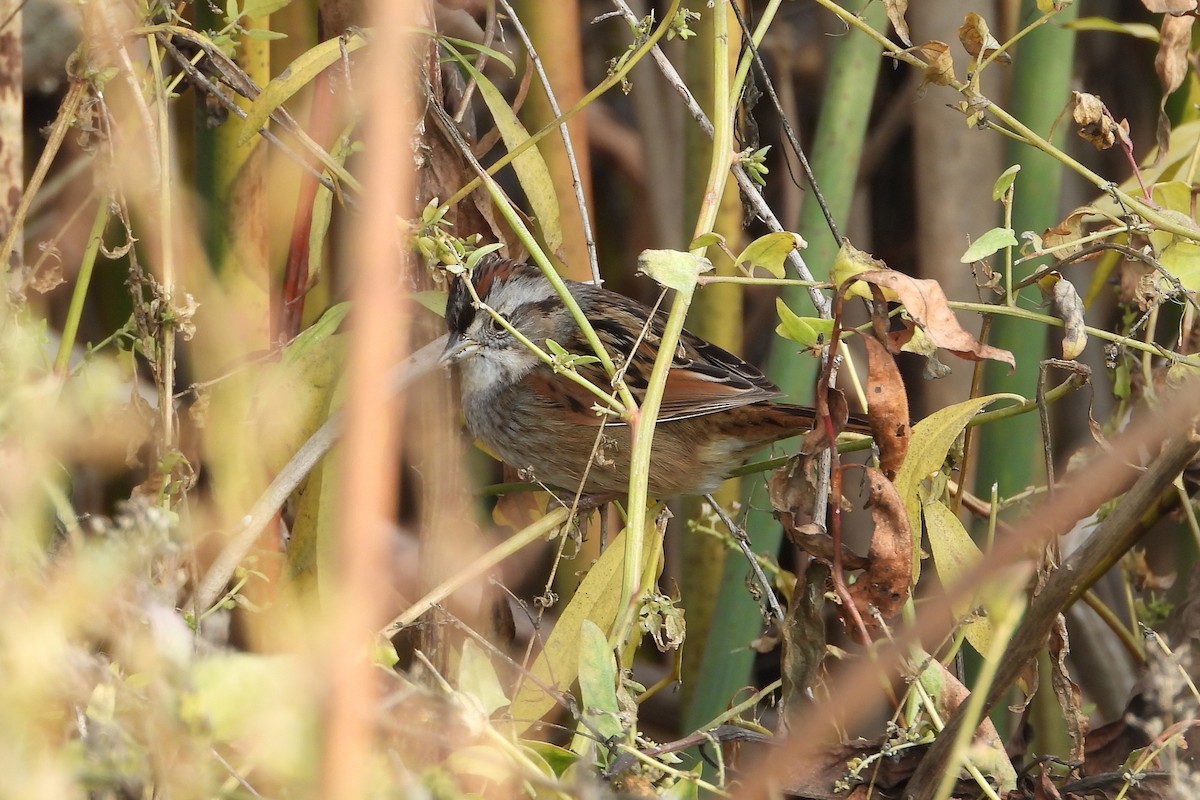 Swamp Sparrow - ML628117604