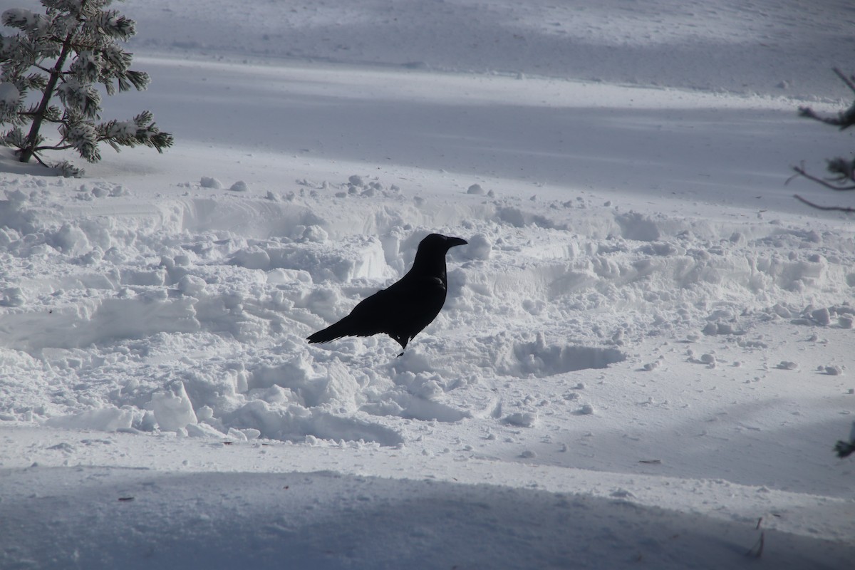 Common Raven - ML628117697