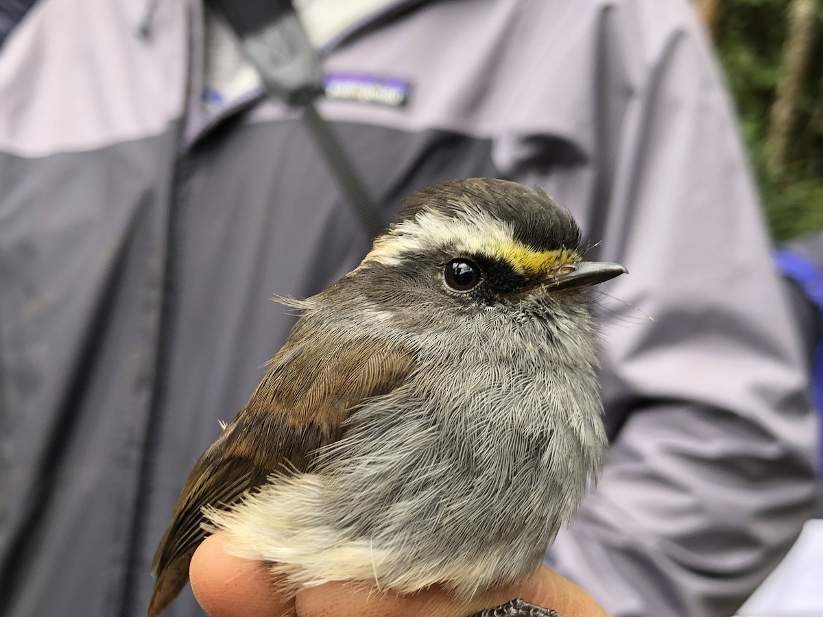 Crowned Chat-Tyrant - ML628117703