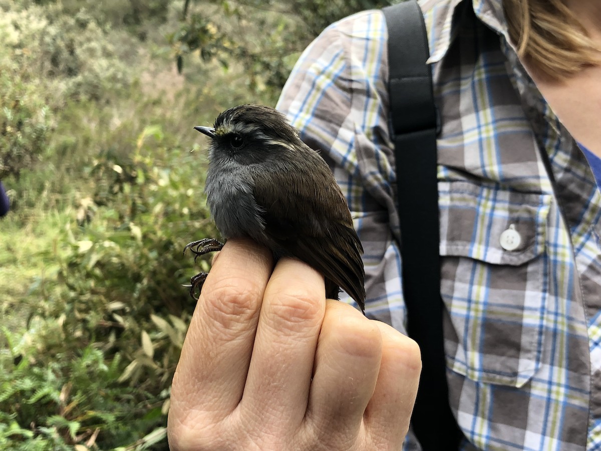 Crowned Chat-Tyrant - ML628117704