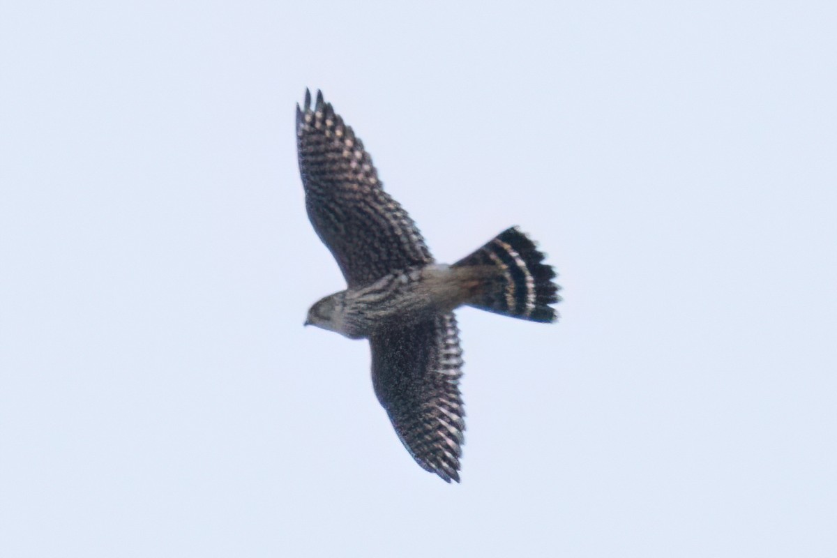 Merlin - ML628117901