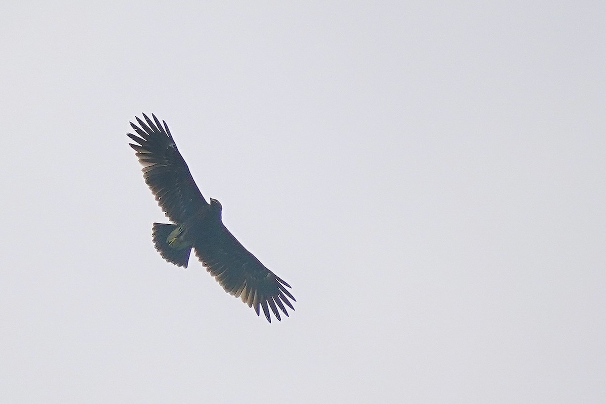 Greater Spotted Eagle - ML628118025