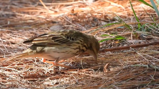 Tree Pipit - ML628118079