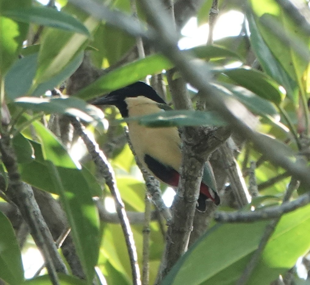 Ornate Pitta - ML628118206