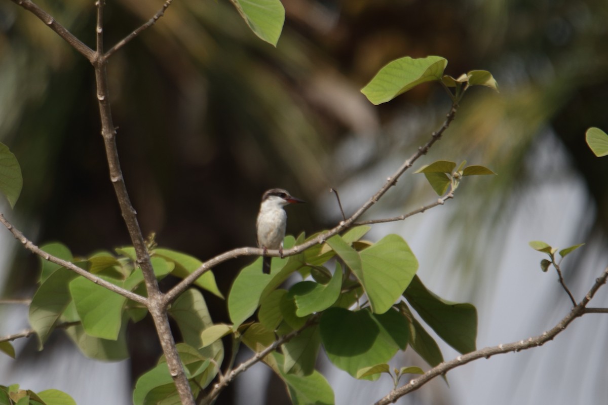 Striped Kingfisher - ML628118213