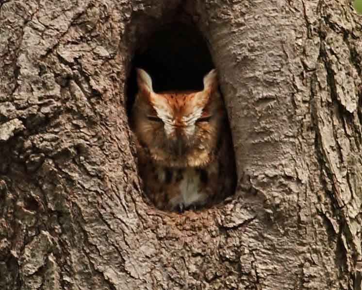 Eastern Screech-Owl - ML628118256