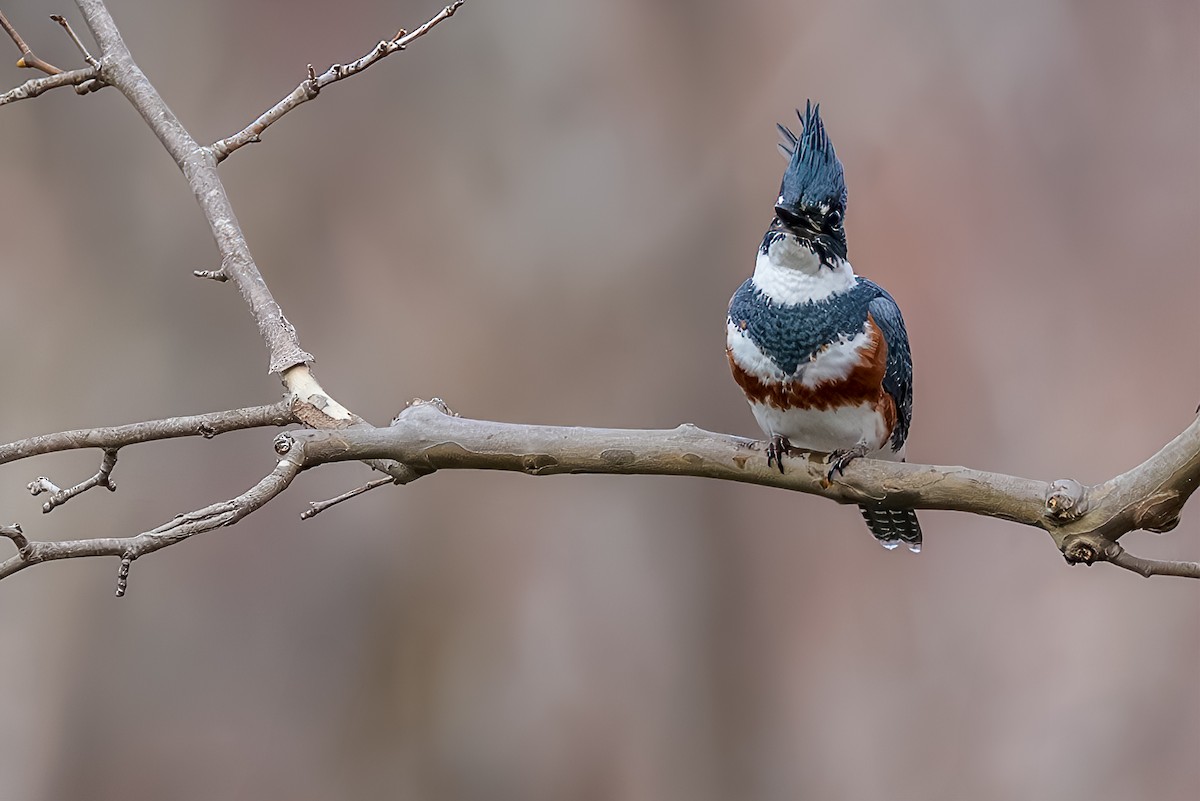 Belted Kingfisher - ML628118441