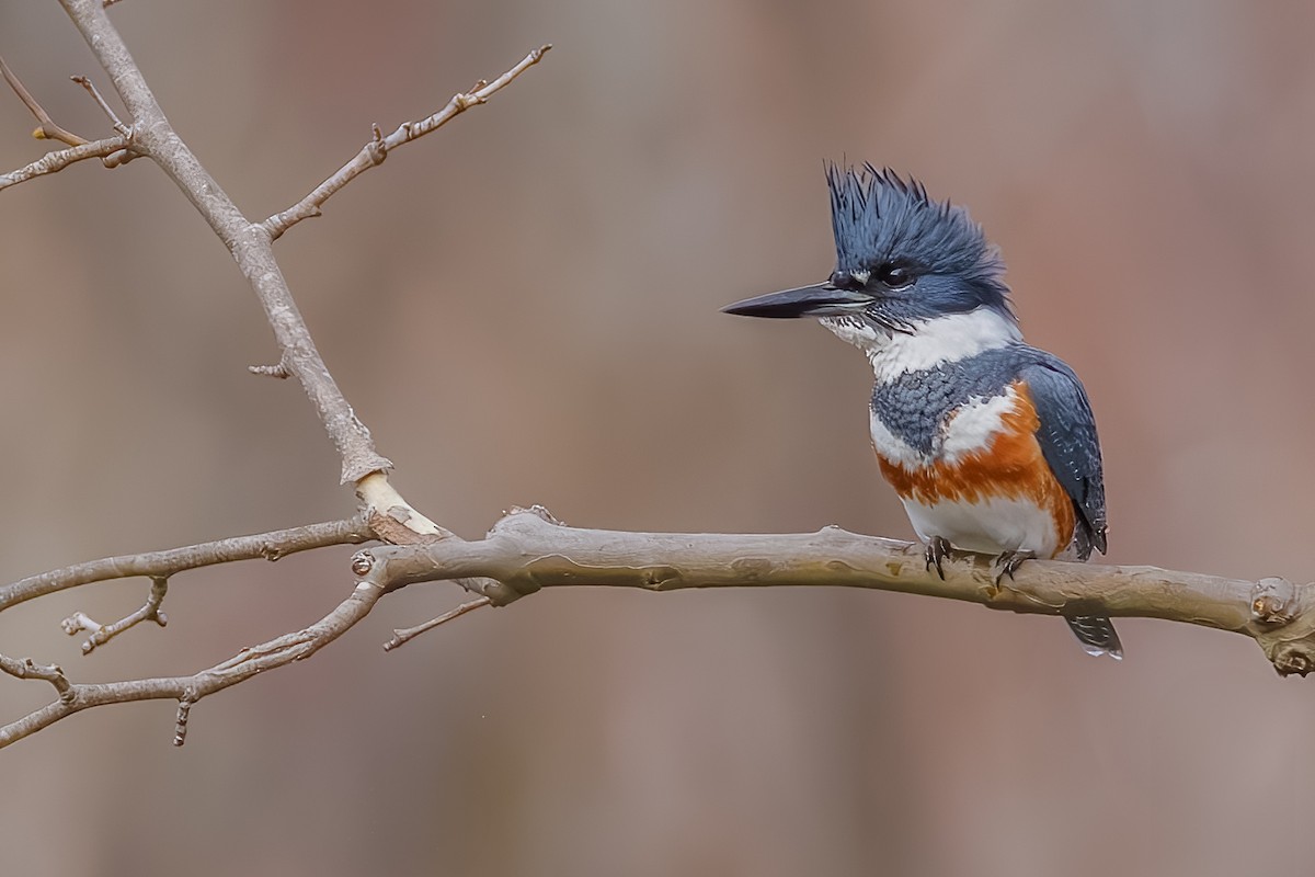 Belted Kingfisher - ML628118442