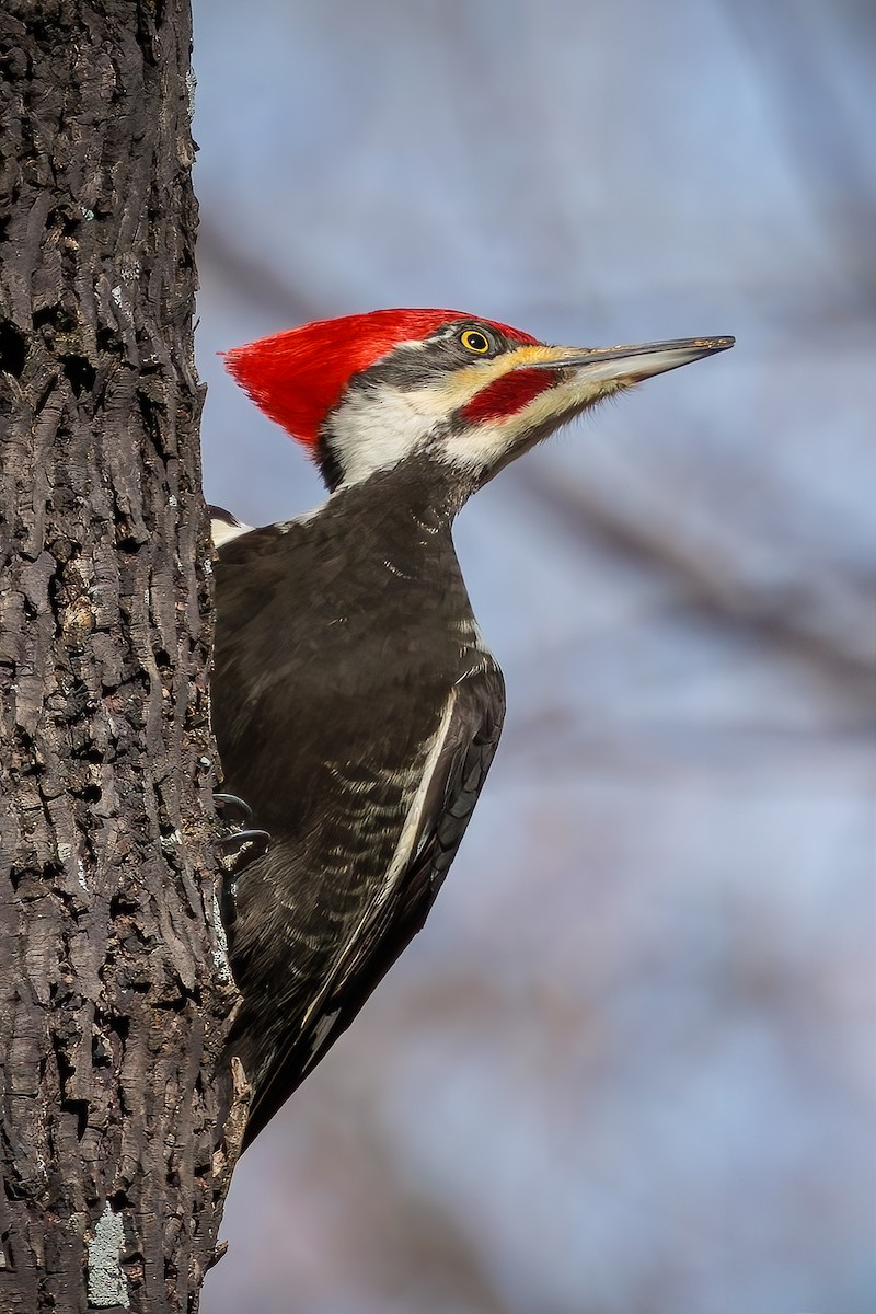 Pileated Woodpecker - ML628118452