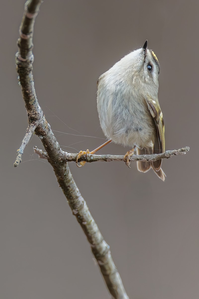 Golden-crowned Kinglet - ML628118464