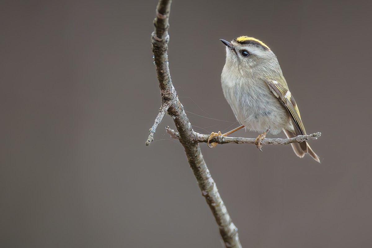 Golden-crowned Kinglet - ML628118465