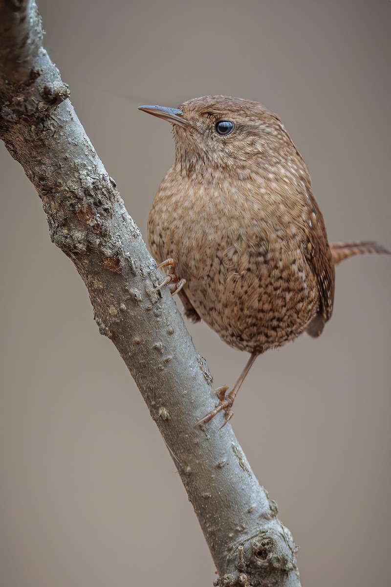 Winter Wren - ML628118484