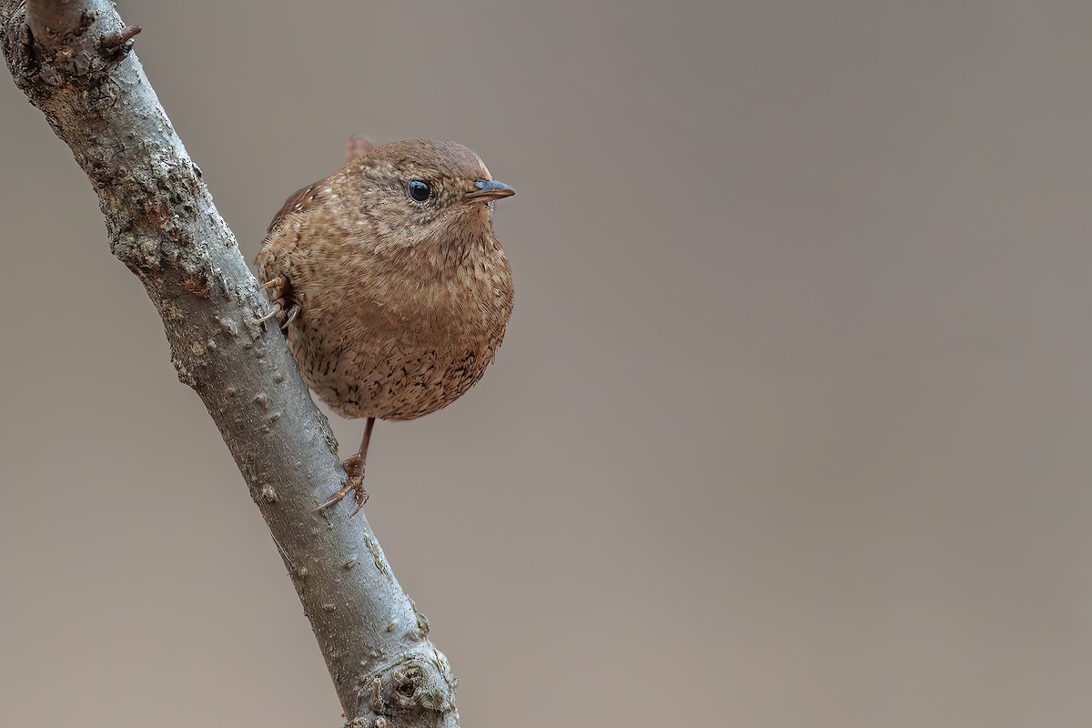 Winter Wren - ML628118485