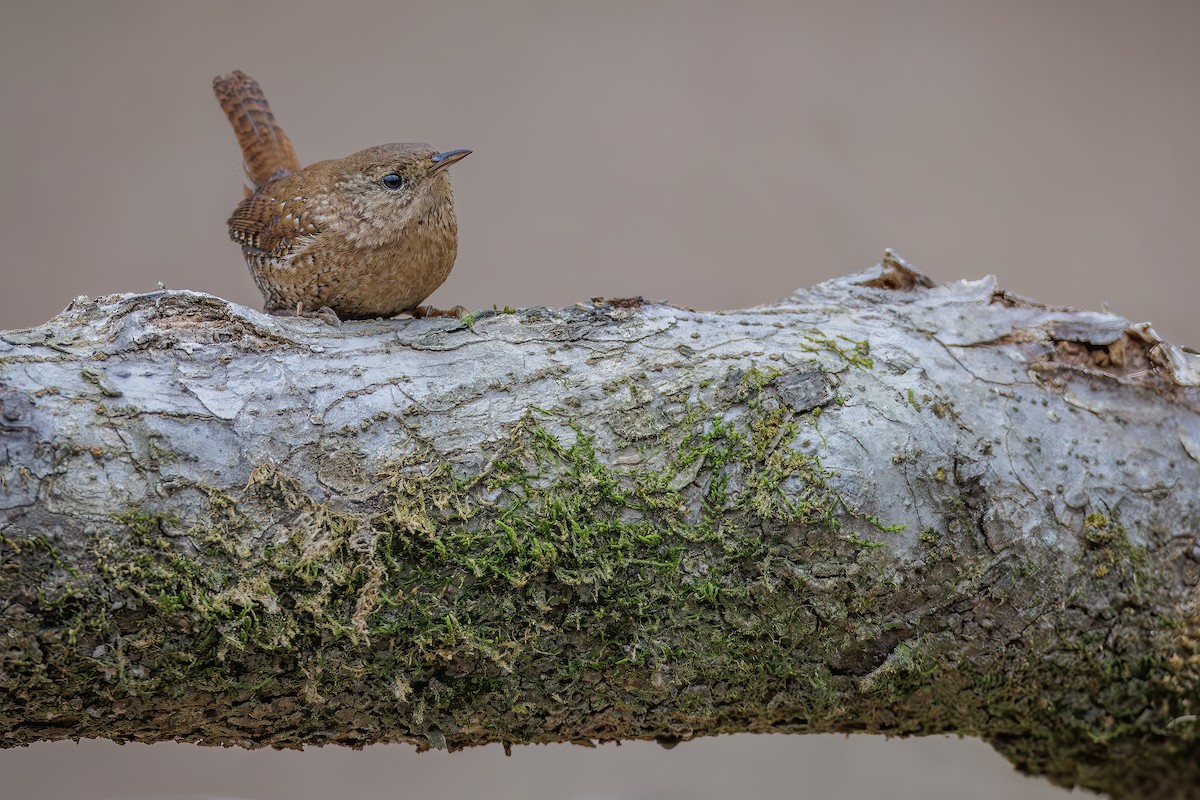 Winter Wren - ML628118486