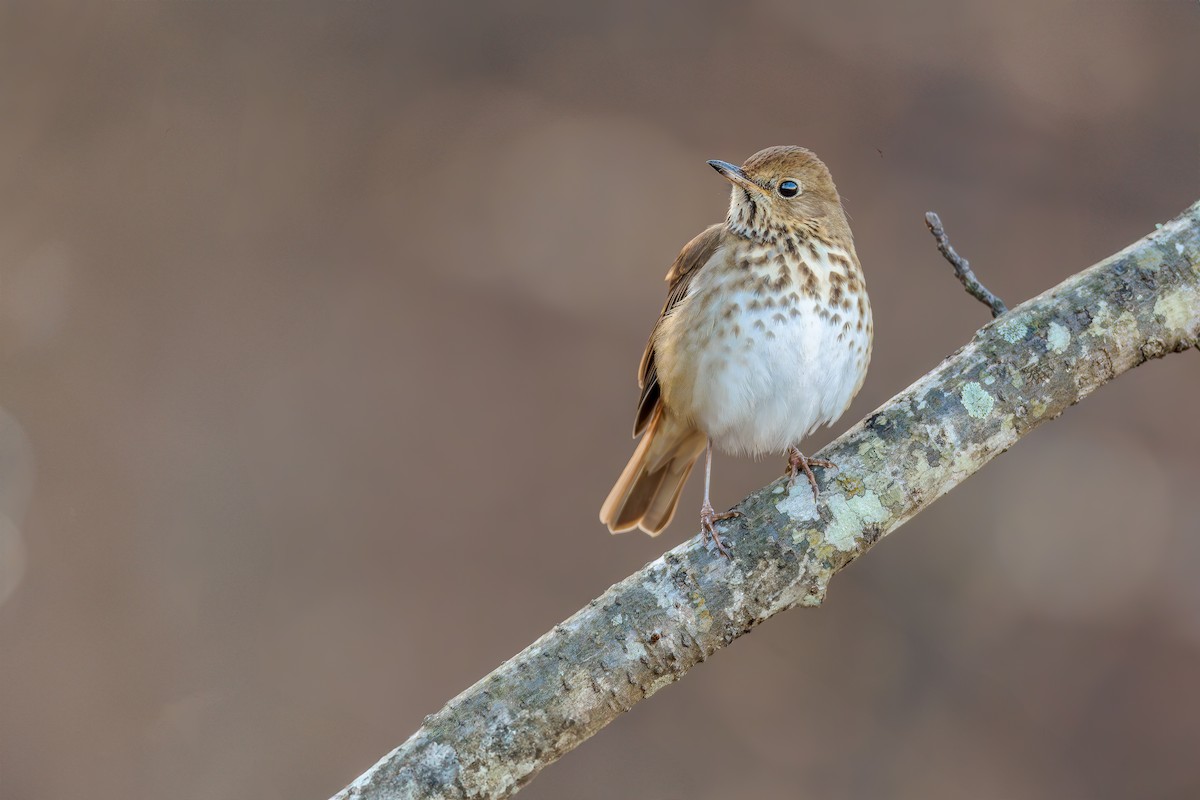 Hermit Thrush - ML628118495