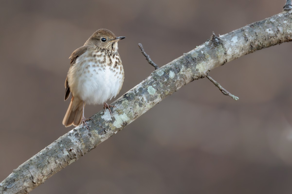 Hermit Thrush - ML628118496