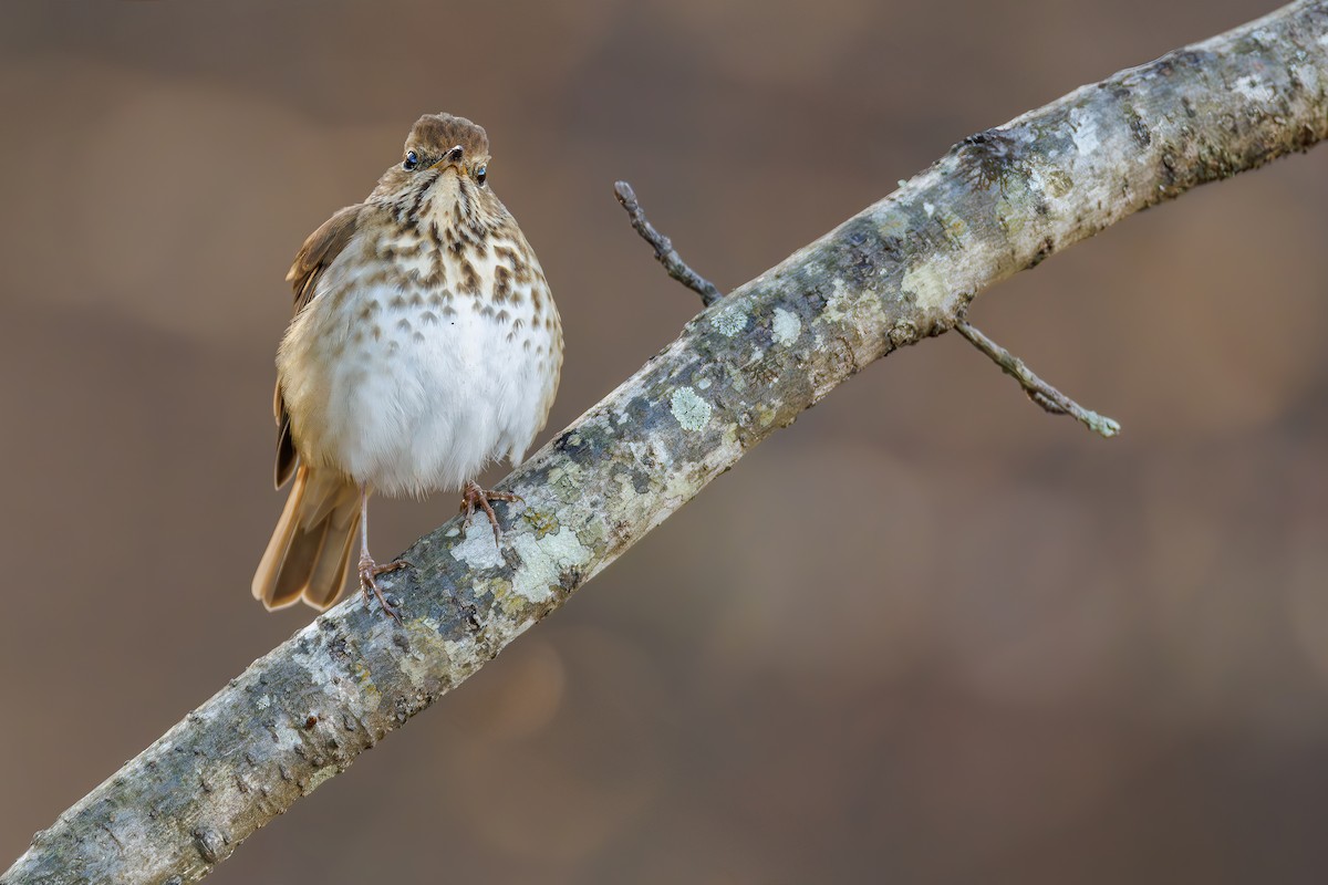 Hermit Thrush - ML628118498