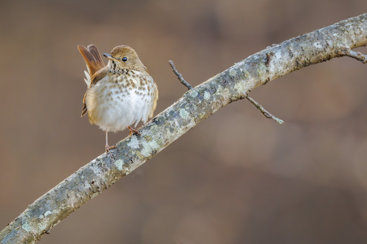 Hermit Thrush - ML628118500