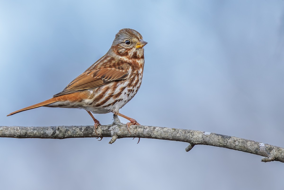 Fox Sparrow - ML628118526