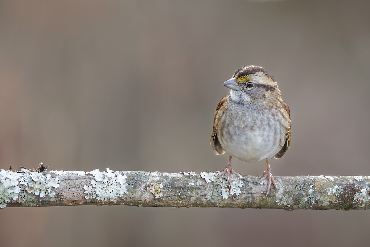 White-throated Sparrow - ML628118529