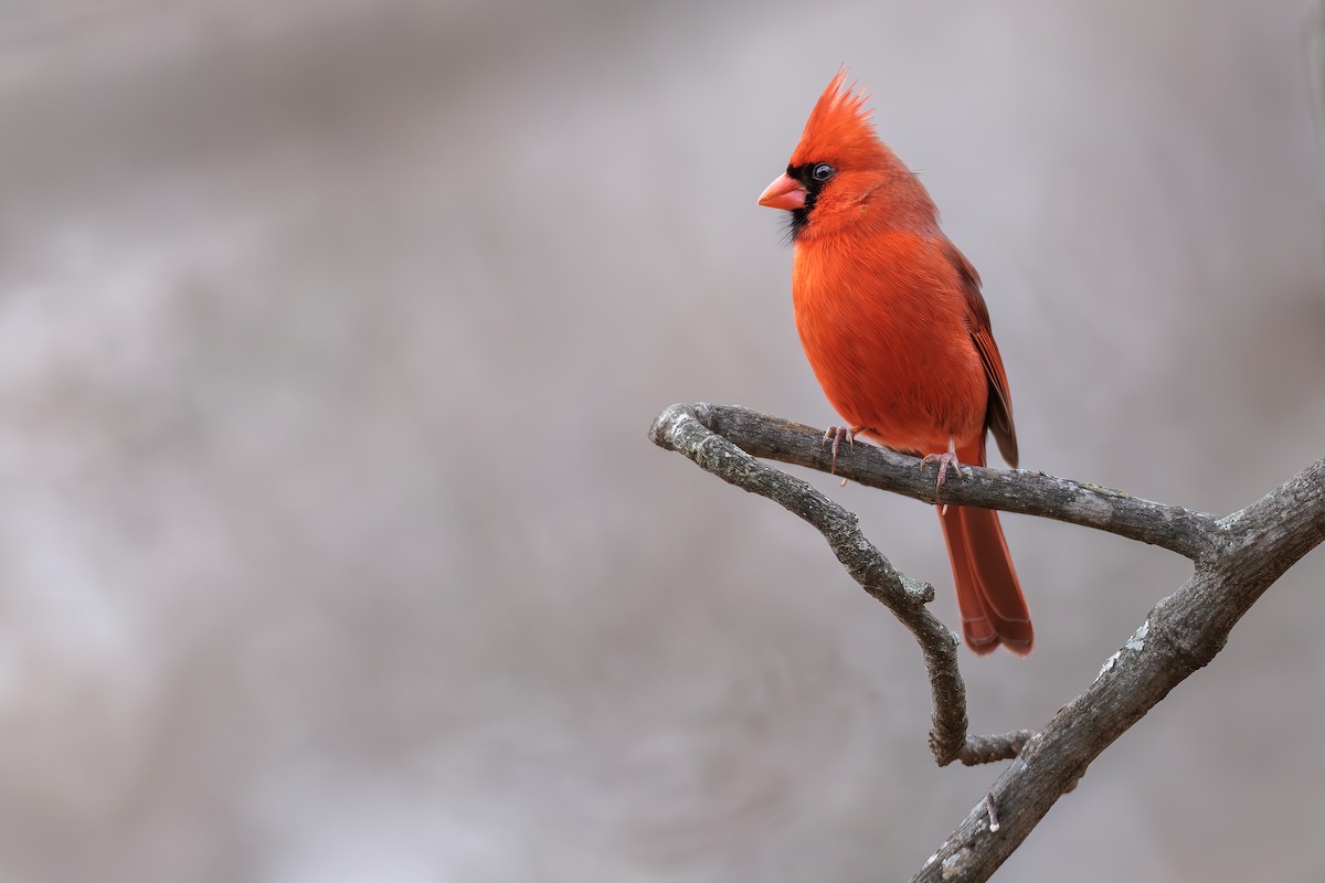 Northern Cardinal - ML628118537