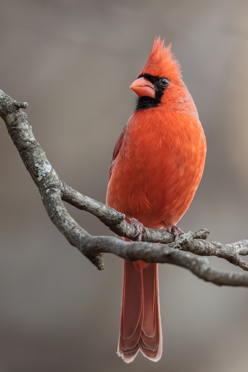 Northern Cardinal - ML628118538