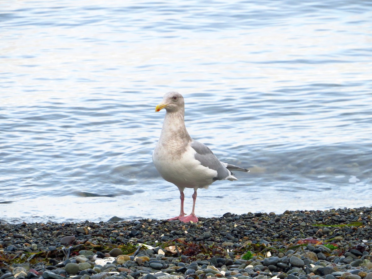 Glaucous-winged Gull - ML628118560