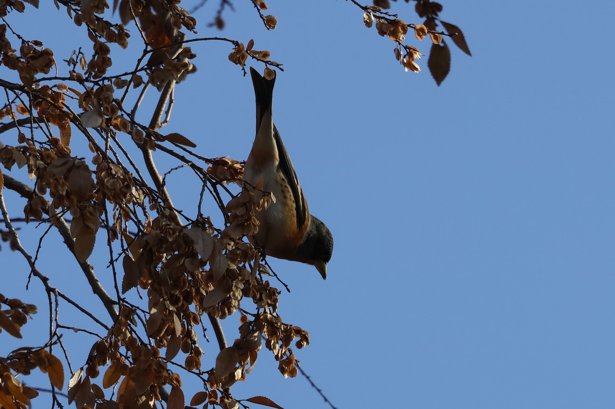 pěnkava jikavec - ML628118575