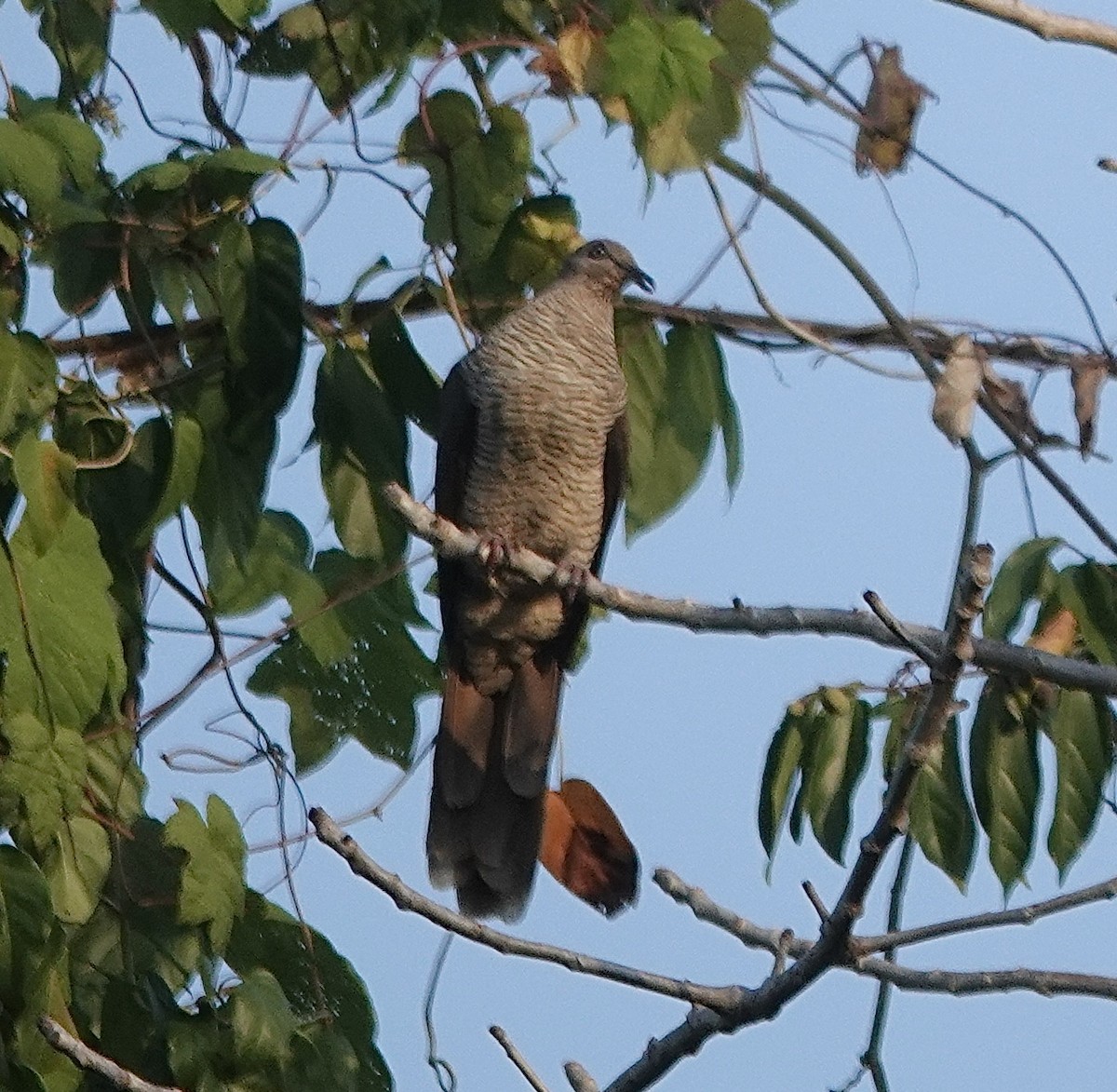 Flores Sea Cuckoo-Dove - ML628118672