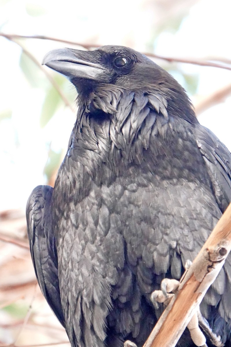 Common Raven - ML628118935